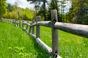 Fence and Green Grass